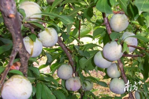 往年的翁源三华李。 