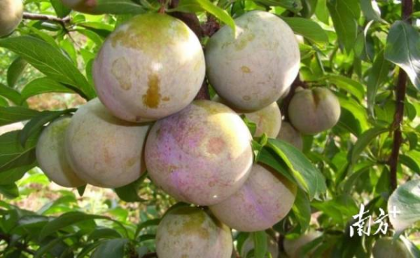 往年的翁源三华李。