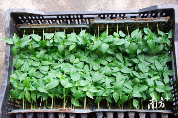 即将发放给农户的菜秧 南方农村报 王俊涛 拍摄 即将发放给农户的菜秧 南方农村报 王俊涛 拍摄