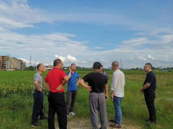 专家在田间考察并与种植户进行交流。 专家在田间考察并与种植户进行交流。