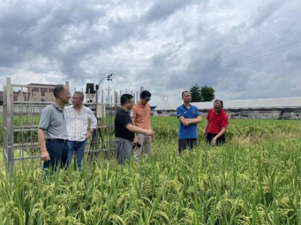 专家团在揭阳市农科中心考察水稻新品种示范基地。 专家团在揭阳市农科中心考察水稻新品种示范基地。