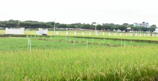 广东省农作物现代种业产业园 广东省农作物现代种业产业园