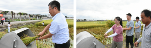 体验水稻收割。 体验水稻收割。