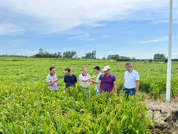 好色TV
专家团队赴廉江市丝苗米产业园开展救灾复产指导.jpg