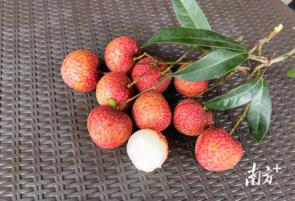 北园绿全称“北园挂绿荔枝”