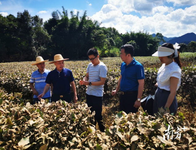 通讯员 凌彩金 供图