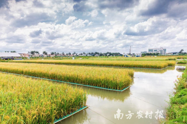 鱼塘种稻,一水两用,一塘双收 鱼塘种稻,一水两用,一塘双收