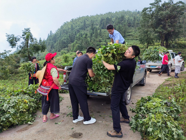 特派员团队与村委组织脱毒甘薯苗的派捐 特派员团队与村委组织脱毒甘薯苗的派捐