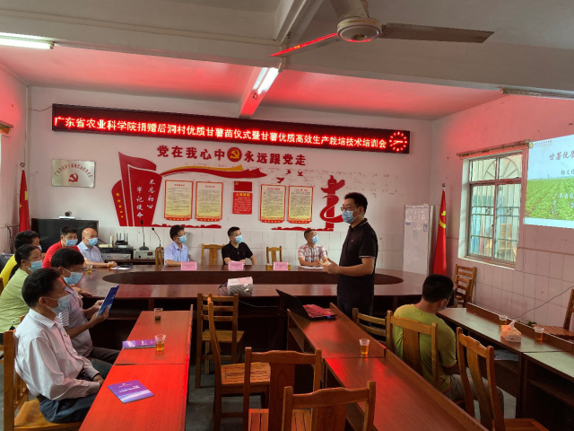 特派员团队作“甘薯高效生产栽培技术”专题培训 特派员团队作“甘薯高效生产栽培技术”专题培训