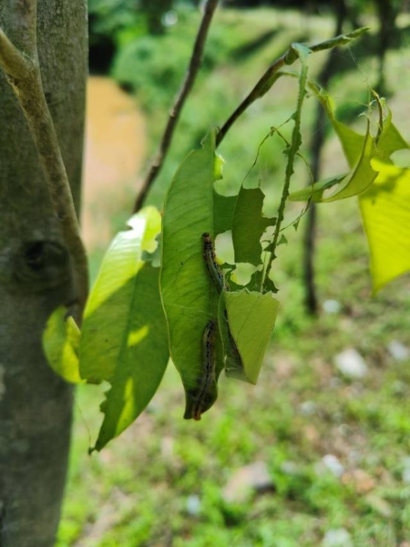 沉香黄野螟虫害今年发生较重。 沉香黄野螟虫害今年发生较重。