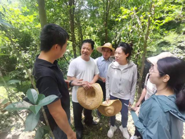 专家们在现场讲解沉香黄野螟防控技术要点。 专家们在现场讲解沉香黄野螟防控技术要点。