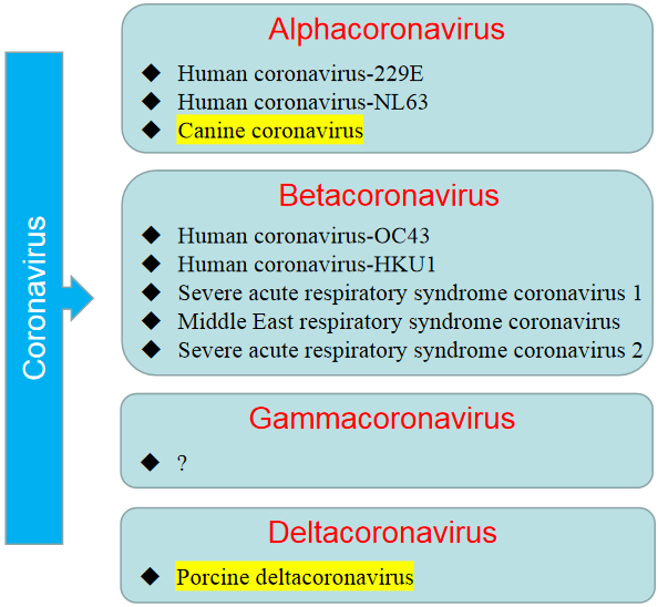 感染人类的冠状病毒 感染人类的冠状病毒