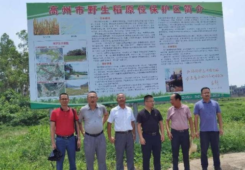 专家服务团队在高州野生稻原位保护区进行考察。 专家服务团队在高州野生稻原位保护区进行考察。