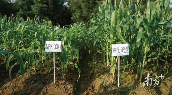 施用炭基土壤调理剂的土壤上,玉米的长势明显优于对照组。 施用炭基土壤调理剂的土壤上,玉米的长势明显优于对照组。