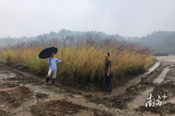 通过应用矿区土壤改良及生态复绿技术,原本受重金属污染的地块重新覆盖上了植被。 通过应用矿区土壤改良及生态复绿技术,原本受重金属污染的地块重新覆盖上了植被。