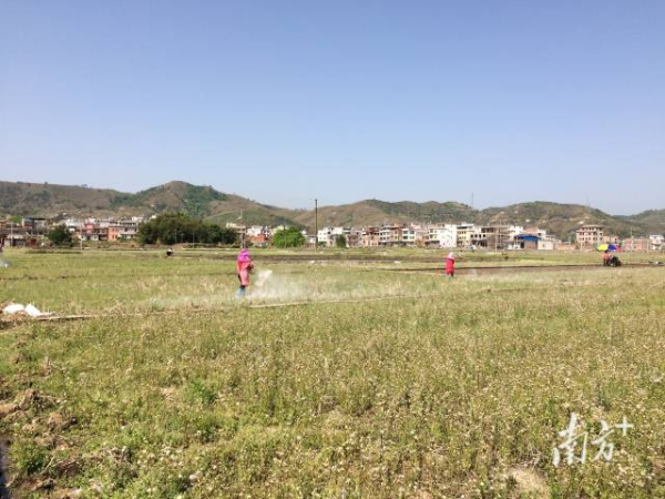 省农科院资环所在粤东进行功能性肥料应用示范。 省农科院资环所在粤东进行功能性肥料应用示范。