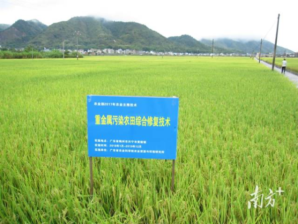 资环所的重金属污染农田的农艺综合修复技术体系展示。 资环所的重金属污染农田的农艺综合修复技术体系展示。