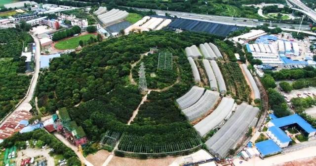 图为位于广东省农科院果树研究所的国家果树种质广州荔枝圃。 图为位于广东省农科院果树研究所的国家果树种质广州荔枝圃。