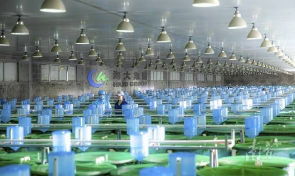 海兴农水产种苗繁育中心。 海兴农水产种苗繁育中心。