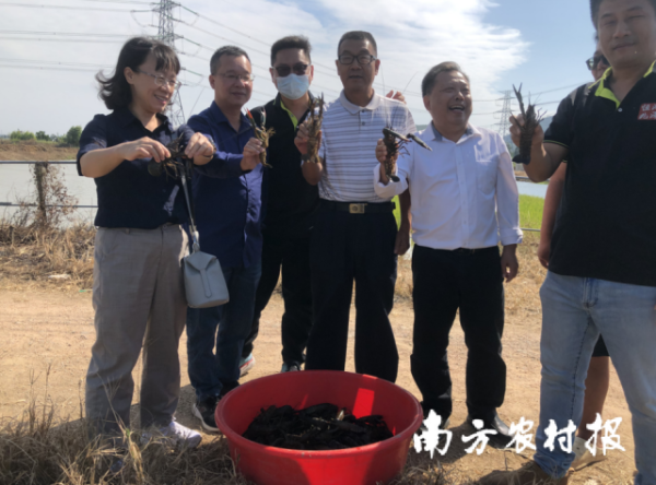 廖森泰一行还前往江门市恒兆鸿泽水产科技有限公司了解了澳龙淡水龙虾(红螯螯虾)种质选育等情况。 廖森泰一行还前往江门市恒兆鸿泽水产科技有限公司了解了澳龙淡水龙虾(红螯螯虾)种质选育等情况。