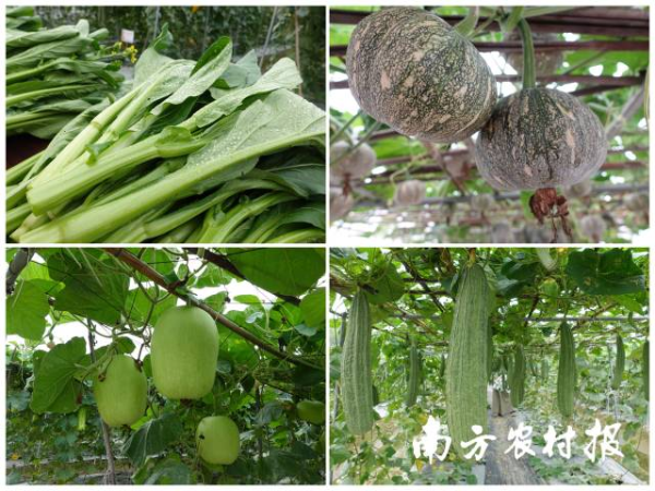 120个特色瓜类、叶菜类等新品种展示 120个特色瓜类、叶菜类等新品种展示