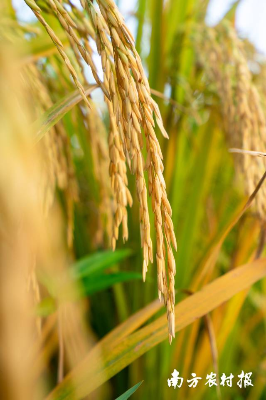 广东优质稻。吴秒衡 摄 广东优质稻。吴秒衡 摄