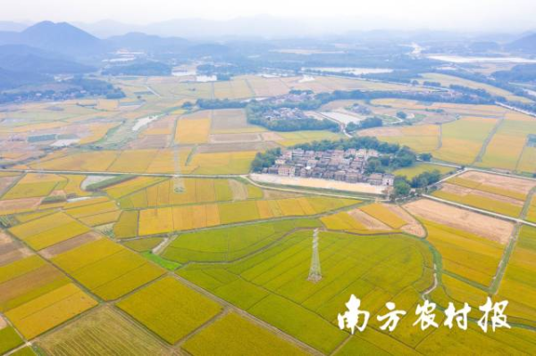 广东连片的优质稻田。程麒 摄 广东连片的优质稻田。程麒 摄