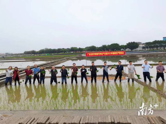 参会嘉宾参加水稻插秧活动 参会嘉宾参加水稻插秧活动