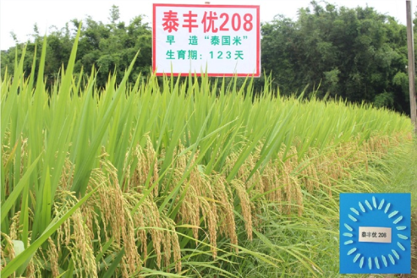 发稿图:农科院水稻育种6.jpg
