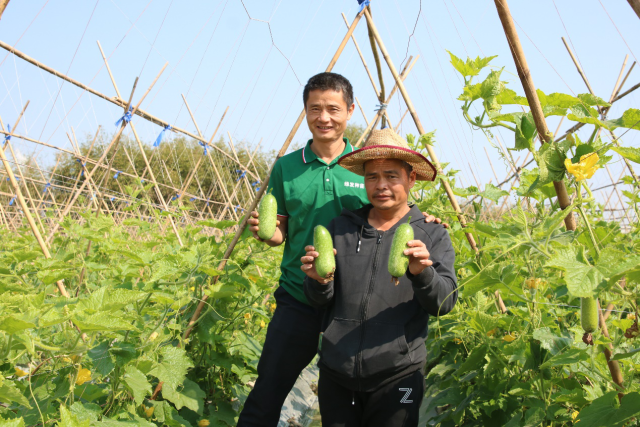 绿发节瓜品种早熟优质，商品性好。