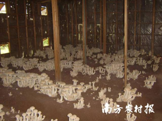 驯化栽培成功的金福菇 驯化栽培成功的金福菇