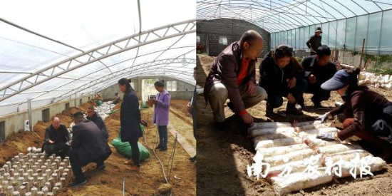 何焕清在西藏林芝指导白肉灵芝栽培 何焕清在西藏林芝指导白肉灵芝栽培