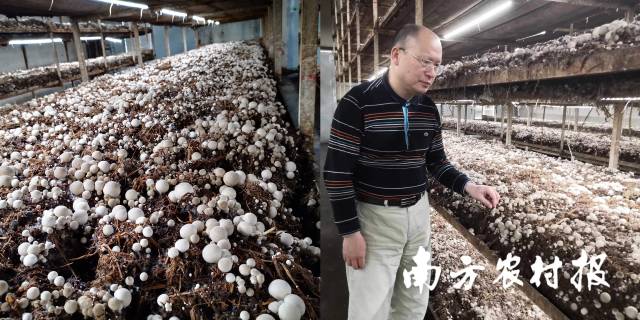 人工调控智能工厂化栽培草菇