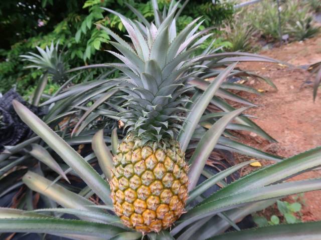 菠萝新品种"粤甜" 菠萝新品种"粤甜"