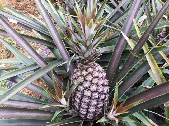 菠萝新品种"粤彤" 菠萝新品种"粤彤"