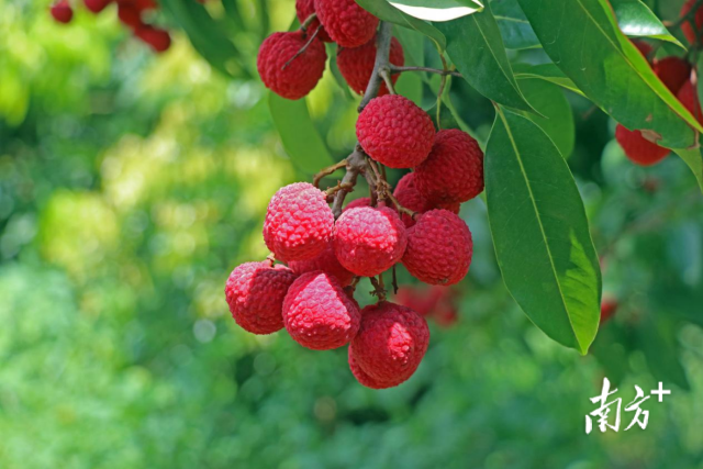 冰荔近照。 冰荔近照。