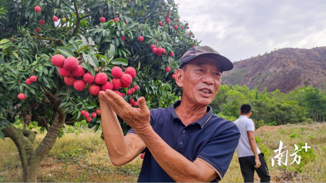 崔保国向与会人员介绍今年产的荔枝。 崔保国向与会人员介绍今年产的荔枝。