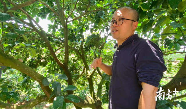 广东省农科院果树研究所副研究员姜波 广东省农科院果树研究所副研究员姜波