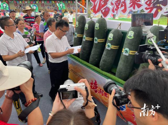 评委为“冬瓜王”打分。  南方+ 邵一弘 摄 评委为“冬瓜王”打分。  南方+ 邵一弘 摄