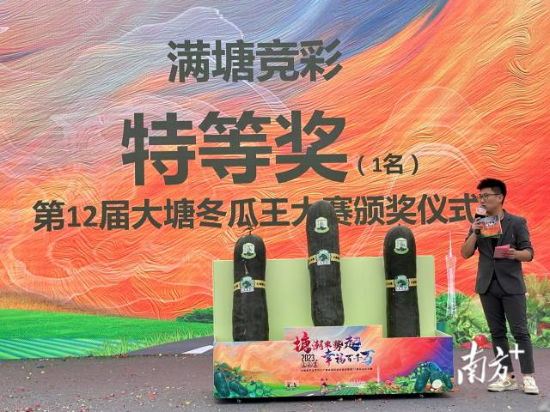 主持人介绍大赛“冬瓜王”及获一等奖的2个冬瓜。 南方+ 邵一弘 摄 主持人介绍大赛“冬瓜王”及获一等奖的2个冬瓜。 南方+ 邵一弘 摄