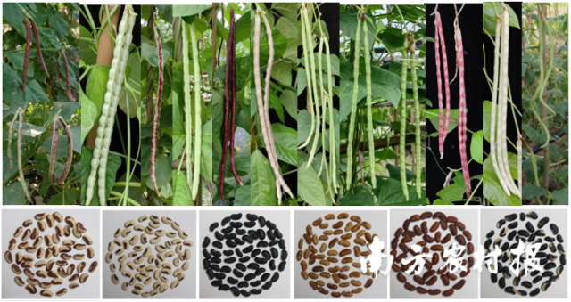 团队收集的各式豇豆种质资源 