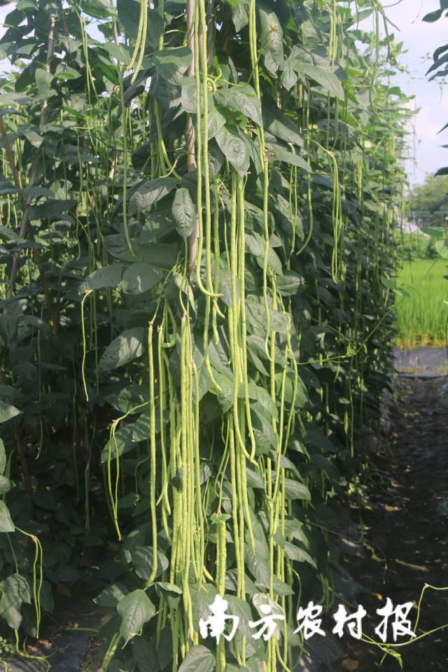 粤宝豇豆