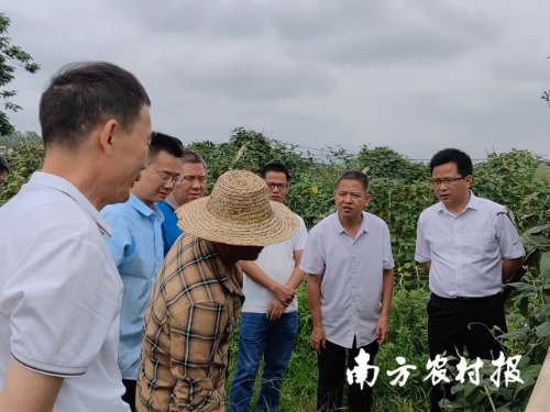 所长谢大森(右一)带队参加豇豆农残突出问题攻坚治理督导工作  所长谢大森(右一)带队参加豇豆农残突出问题攻坚治理督导工作