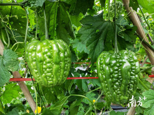 棚架上的大顶苦瓜碧绿饱满. 棚架上的大顶苦瓜碧绿饱满.