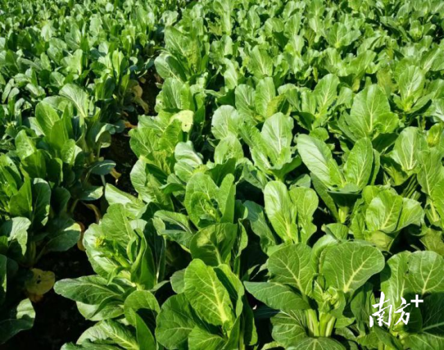 一片绿油油的连州菜心长势喜人。