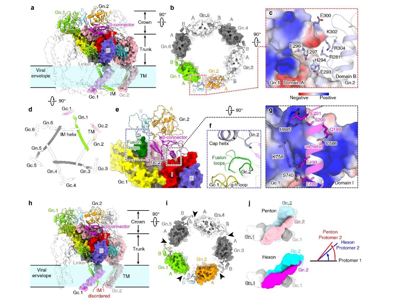 1027动卫所在新布尼亚病毒组装和入侵机制研究方面取得新进展_3