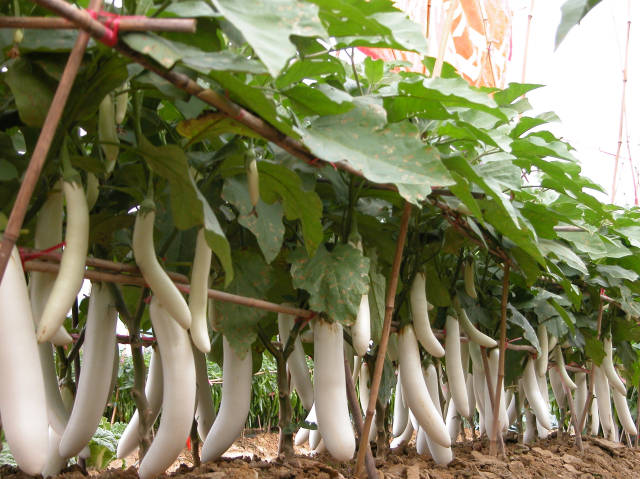 “白玉白茄”。 “白玉白茄”。