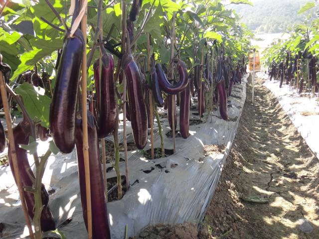 “农夫3号”长茄。 “农夫3号”长茄。