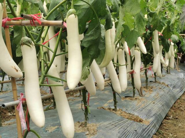 “白玉4号”白茄。 “白玉4号”白茄。