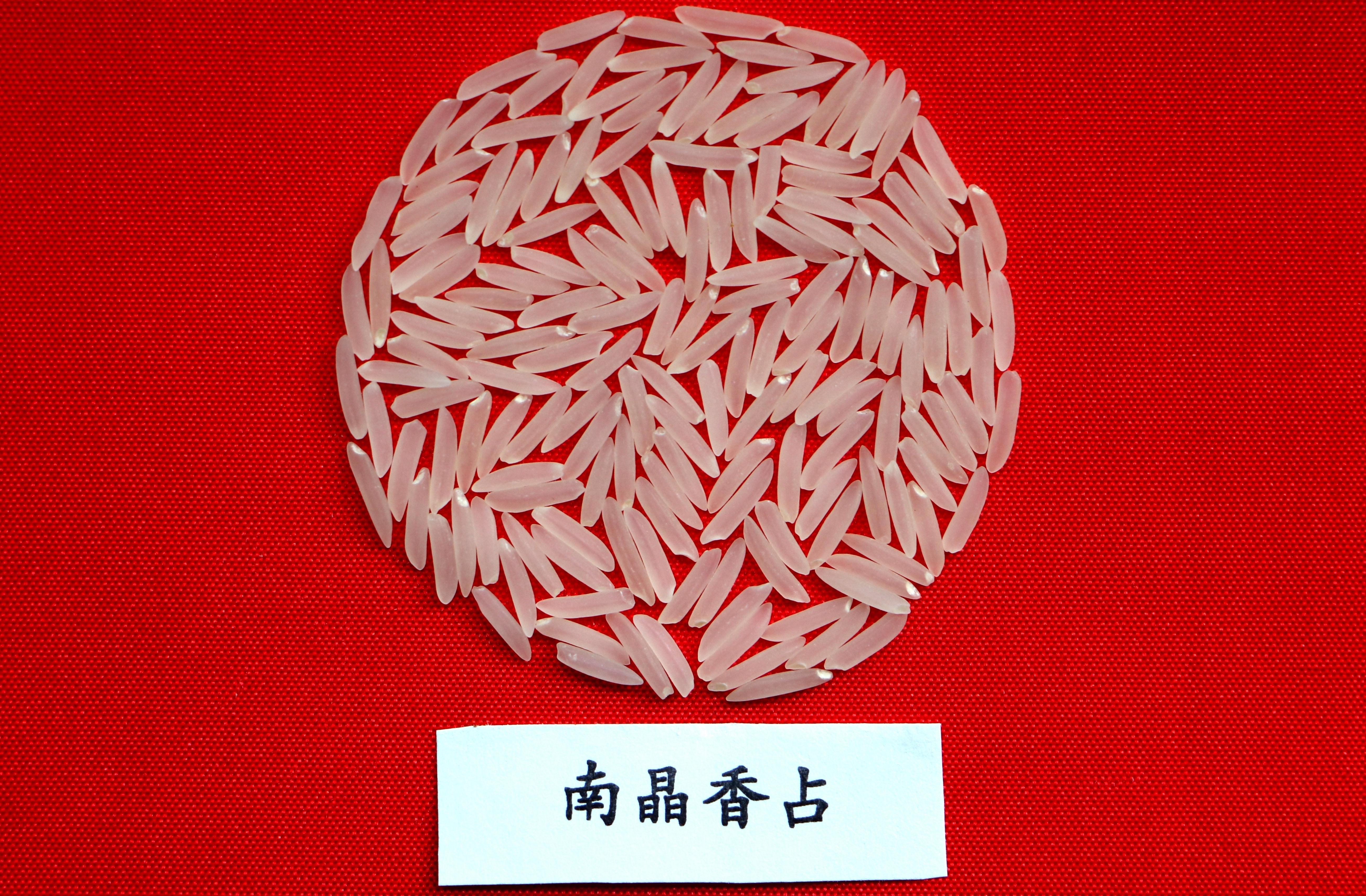 南晶香占稻米图片.jpg